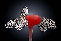 Fototapeta Motýle 4206 - vliesová